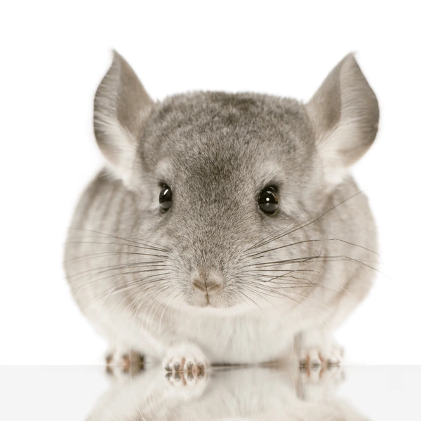 Unique Chinchilla Names