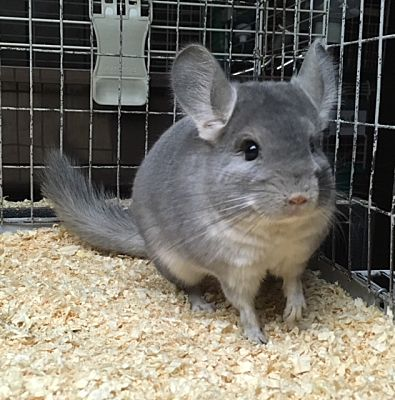 Female Chinchilla Names