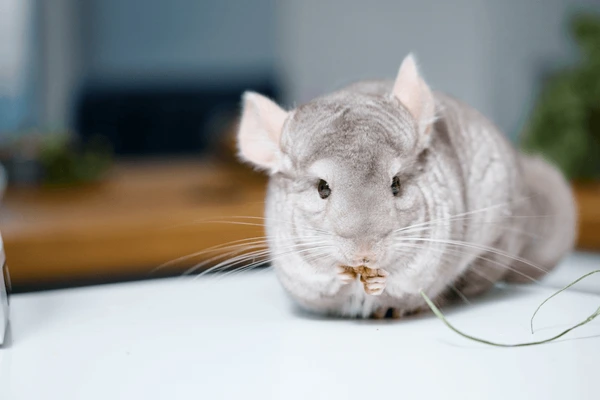 Male Chinchilla Names
