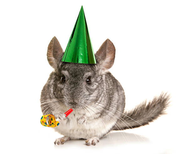 Funny Names for Chinchillas