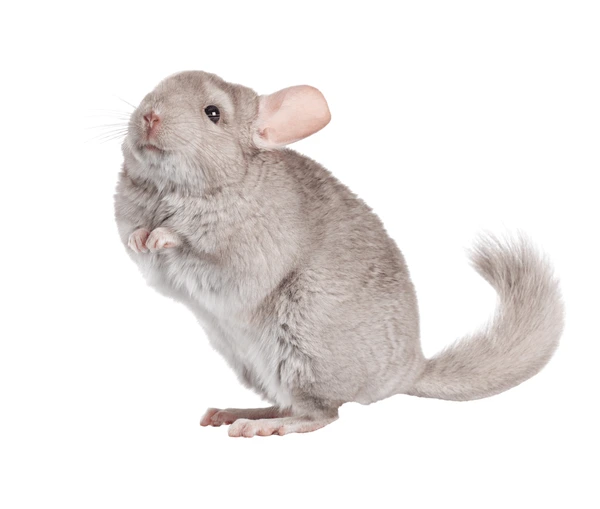 Beige Chinchilla Names