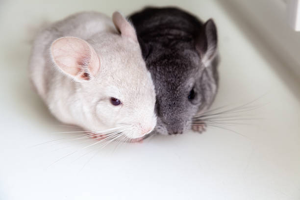 White Chinchilla Names