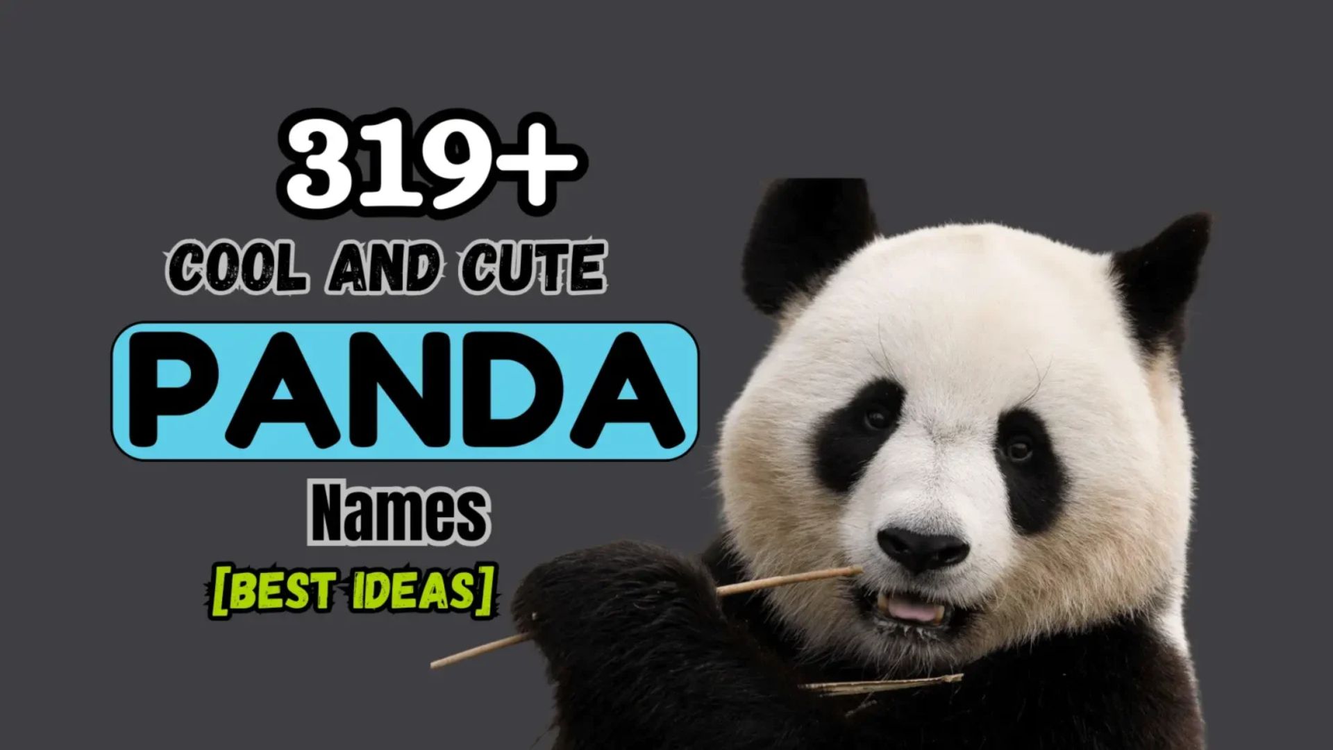 319+ Cool and Cute Panda Names