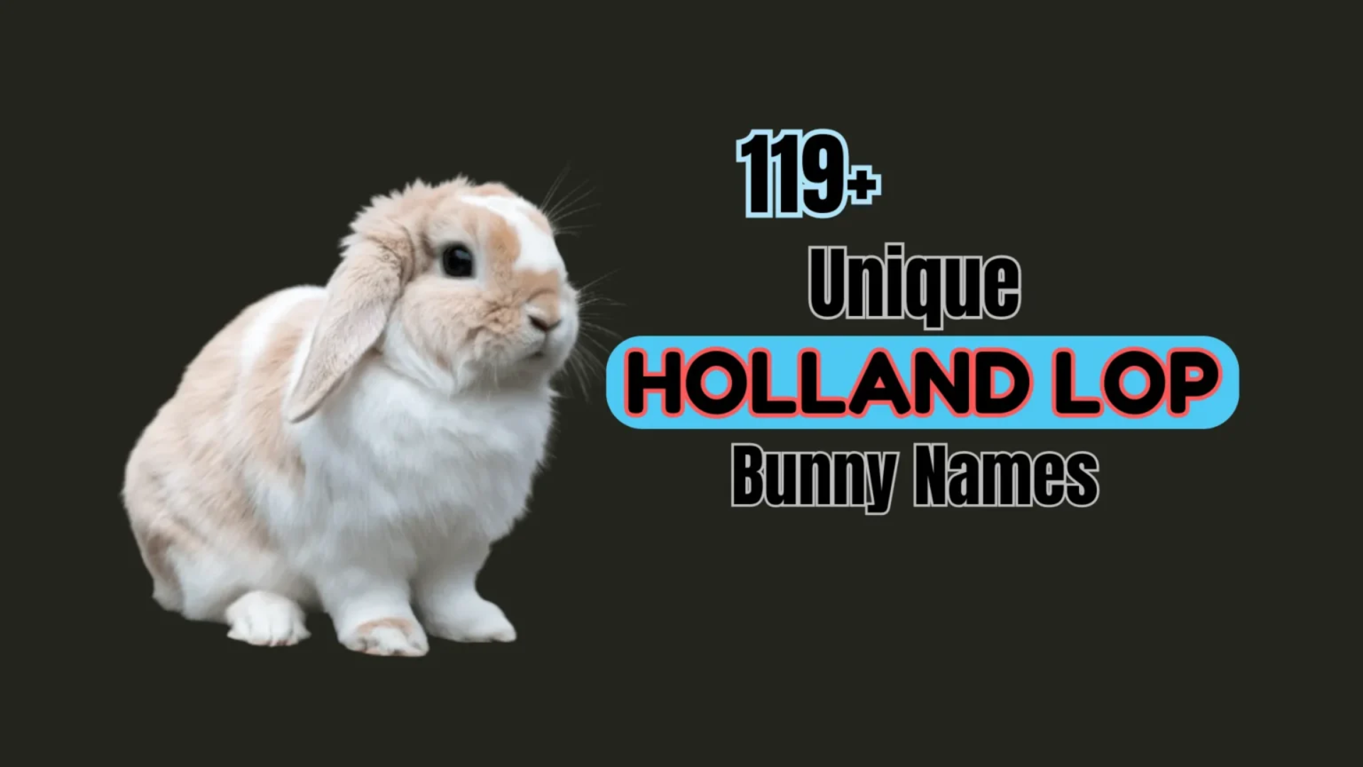 119+ Unique Holland Lop Bunny Names (With Meanings)