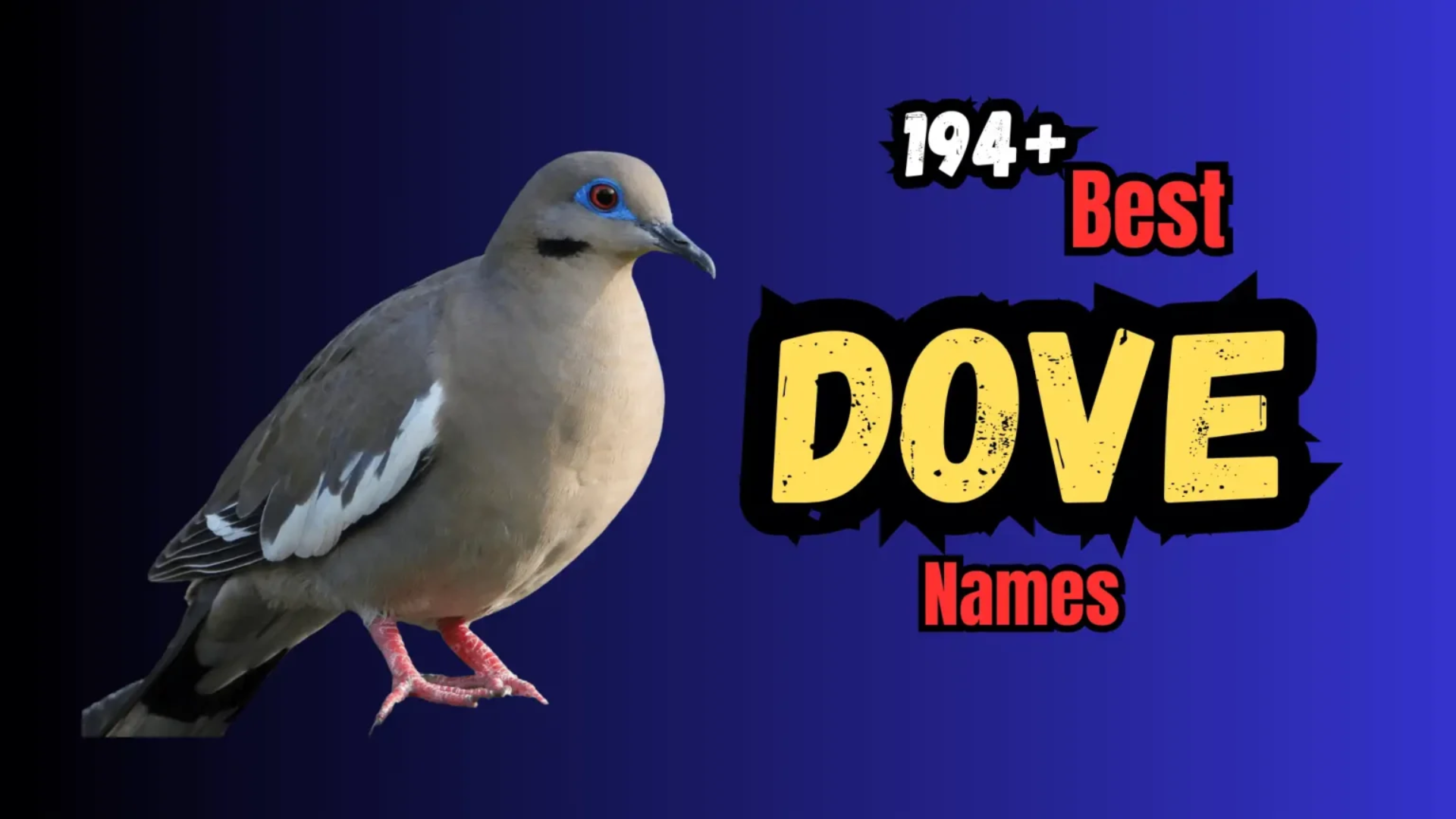 194+ Best Dove Names for Your Companion
