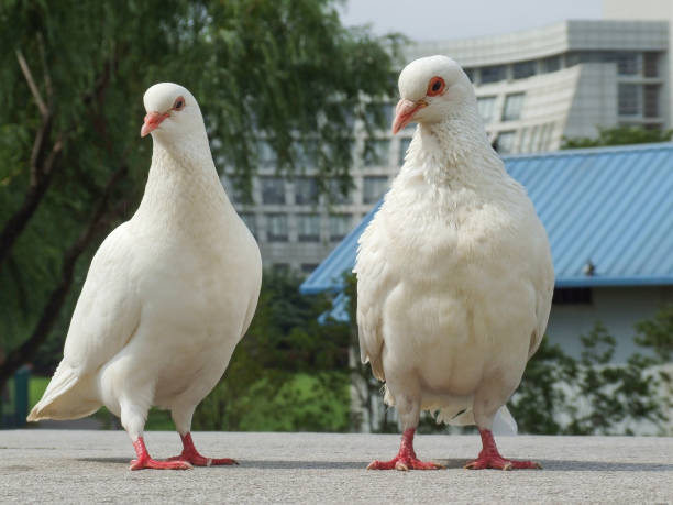 Names for Female Doves