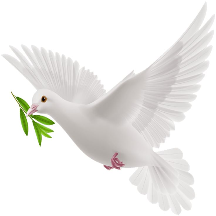 Good White Dove Names