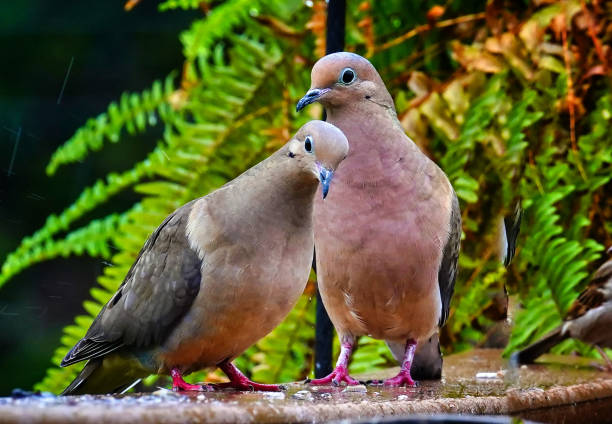 Pair Dove Names