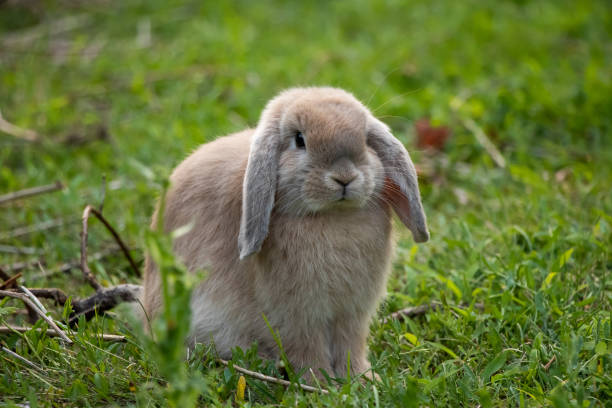 Famous Holland Lop Bunny Names