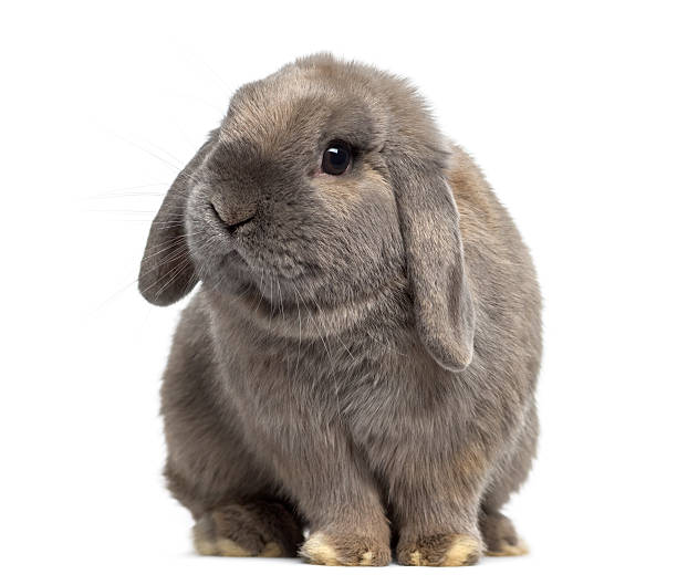 Holland Lop Bunny Names in Other Languages