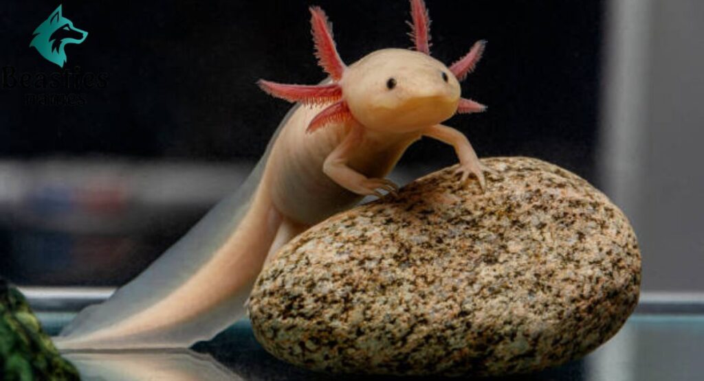 Best Pet Axolotl Names