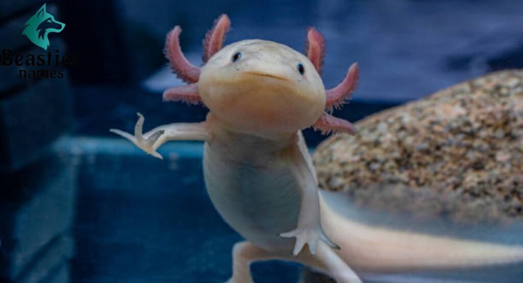 Female Axolotl Names