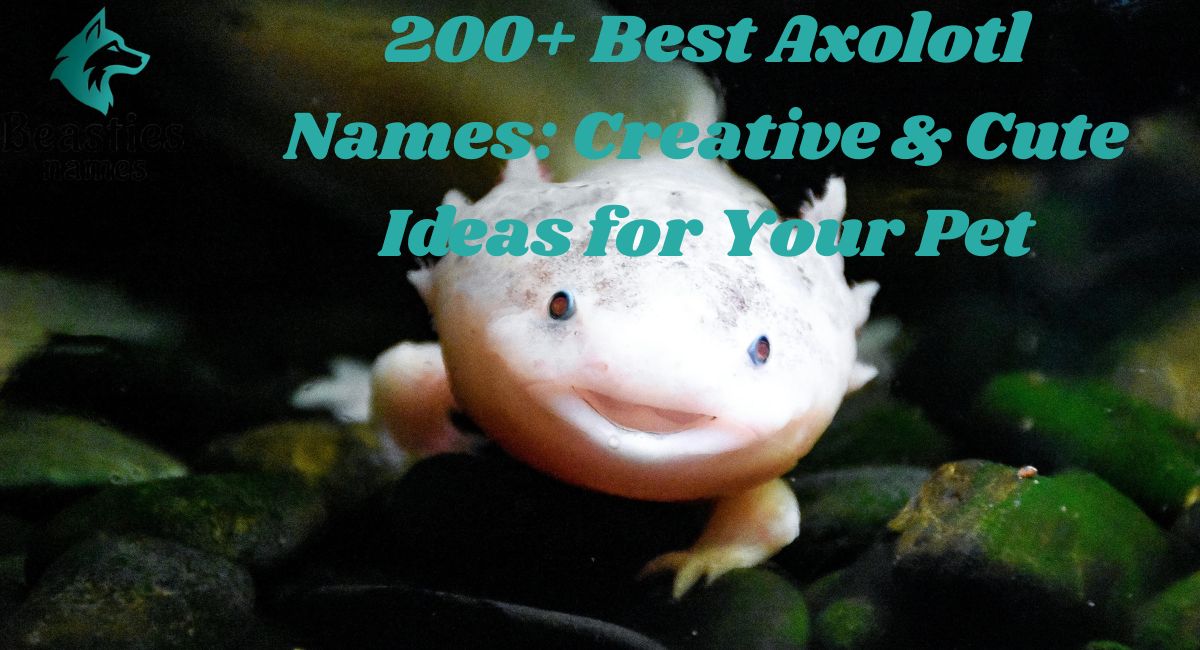 200+ Best Axolotl Names: Creative & Cute Ideas for Your Pet