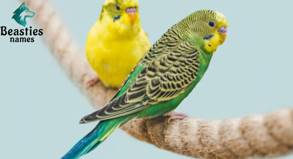 Cute Parrot Names That Spark Instant Affection