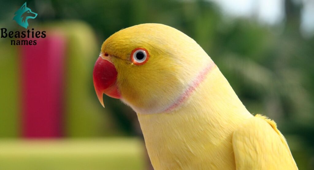 Sassy Parrot Names for Bold Personalities