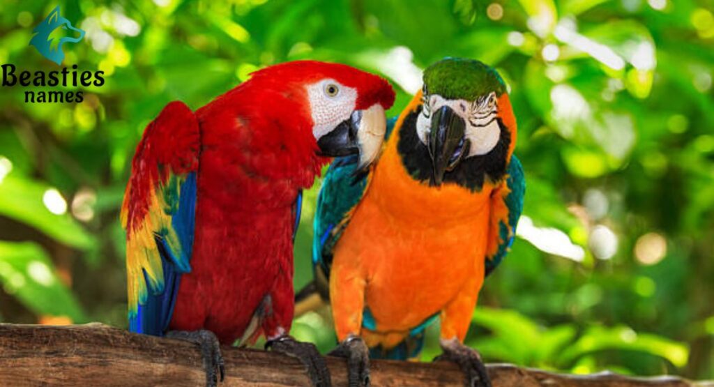 Sassy Parrot Names for Bold Personalities