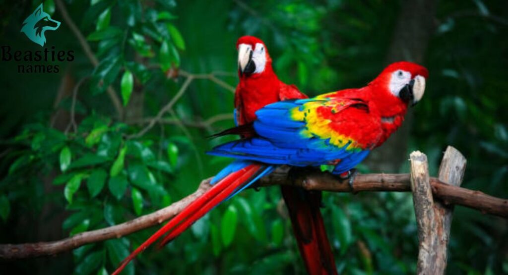 Sassy Parrot Names for Bold Personalities