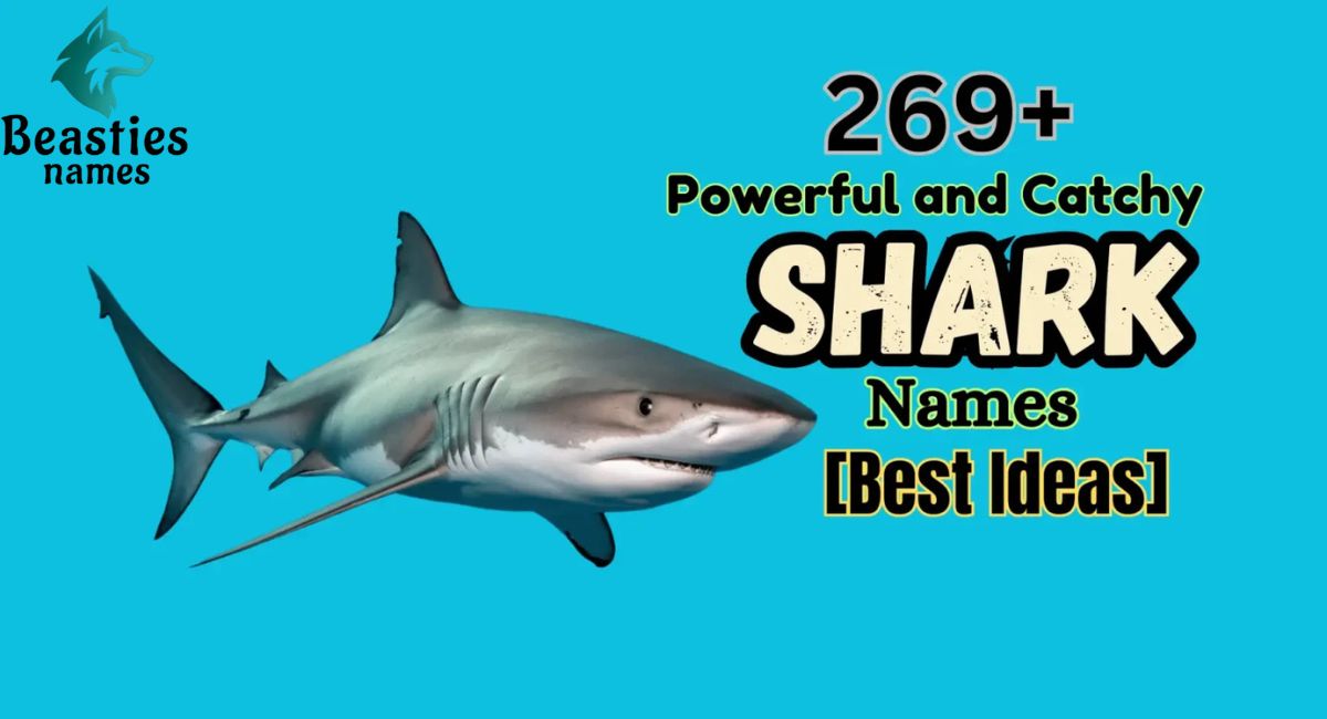 300+ Powerful, Cute, and Unique Shark Names Ideas