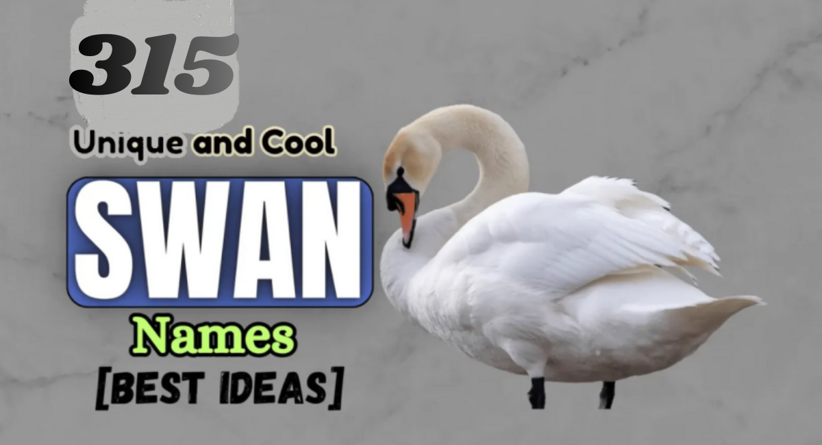 315 Unique and Cool Swan Names [Best Ideas]
