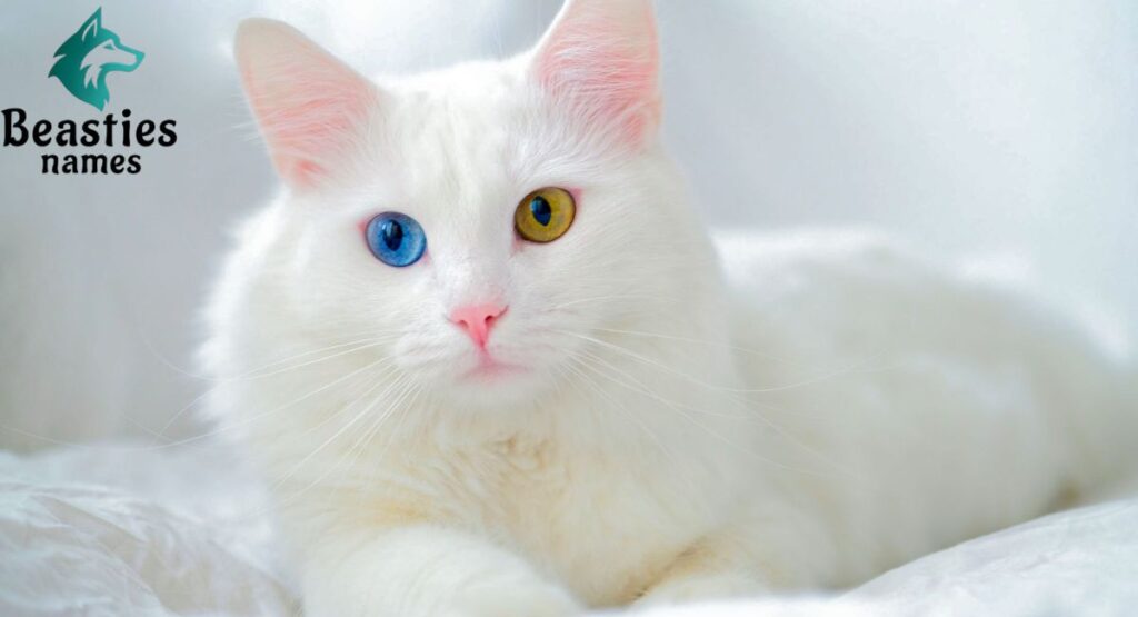 Most Popular Cat Names by Category