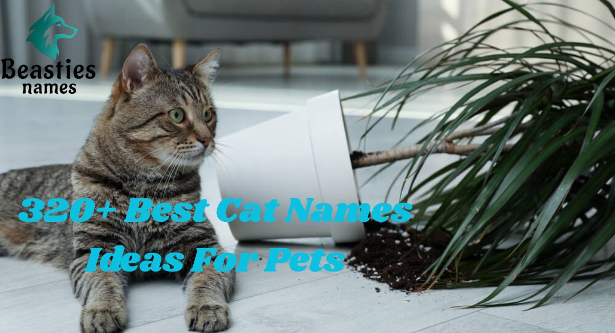 320+ Best Cat Names Ideas For Pets