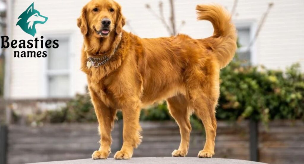 Classic Dog Names That Never Fade