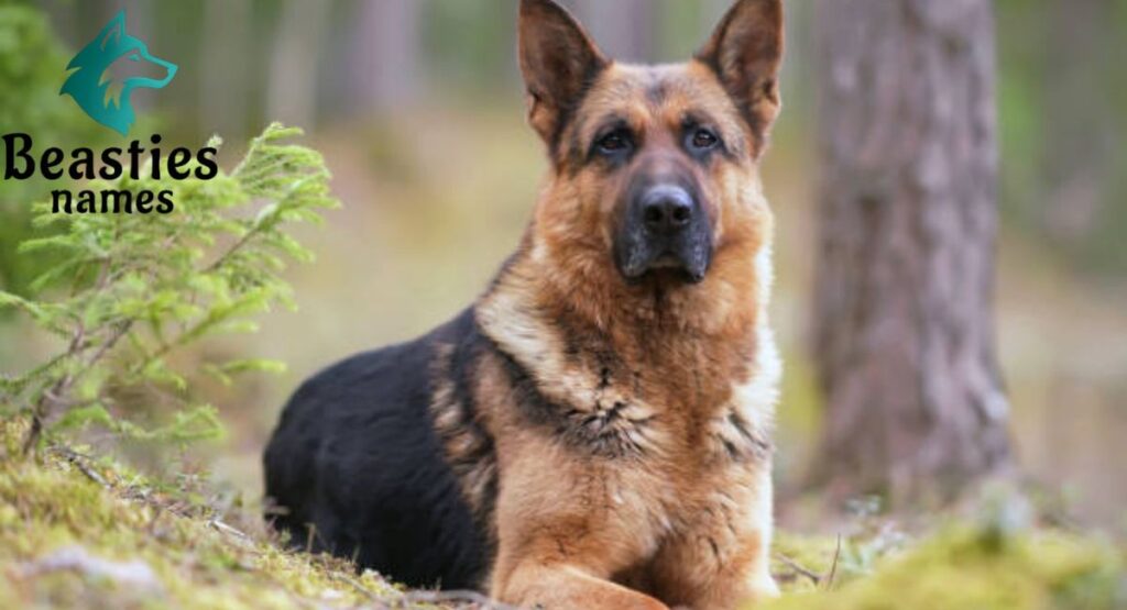 Male Dog Names Loved by Pet Parents