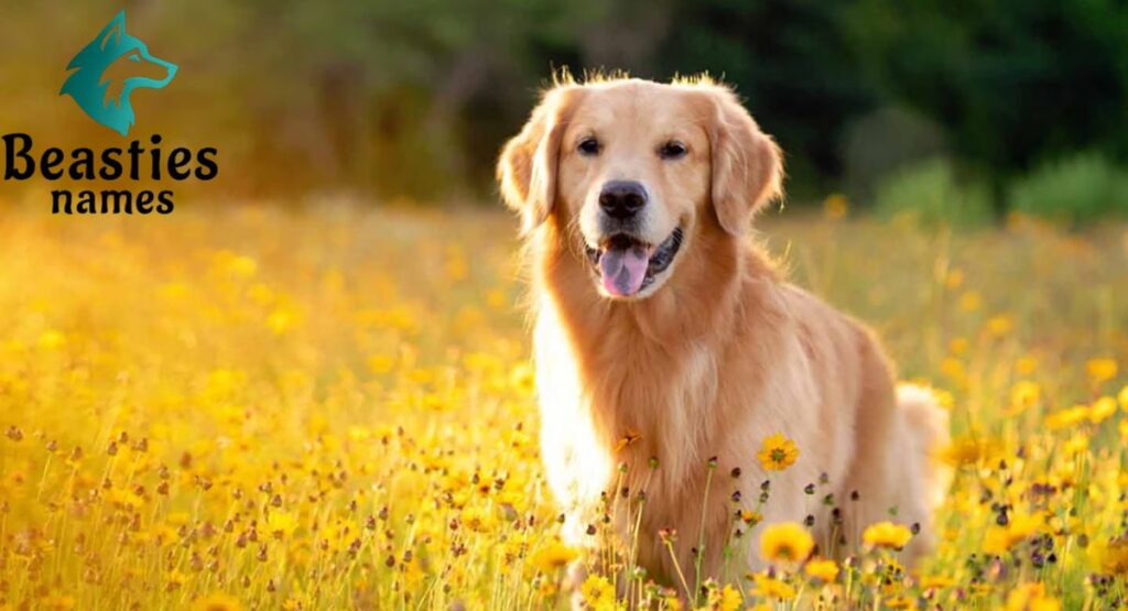 Human Dog Names and Family Favorites