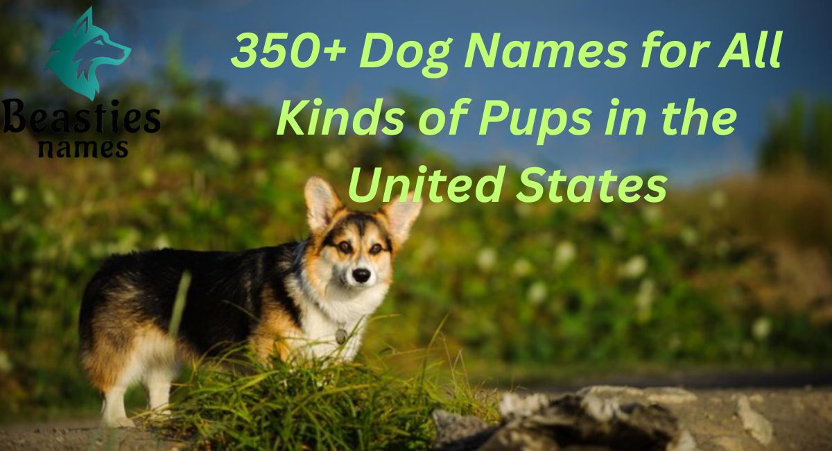 350+ Dog Names for All Kinds of Pups in the United States