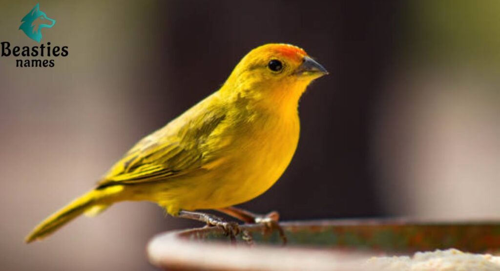 Yellow Canary Names
