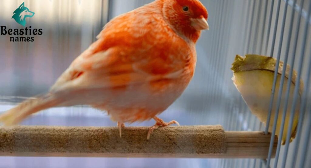 Pet Canary Names with Meanings