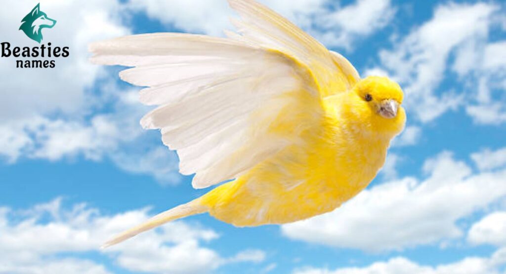 Cute Canary Names