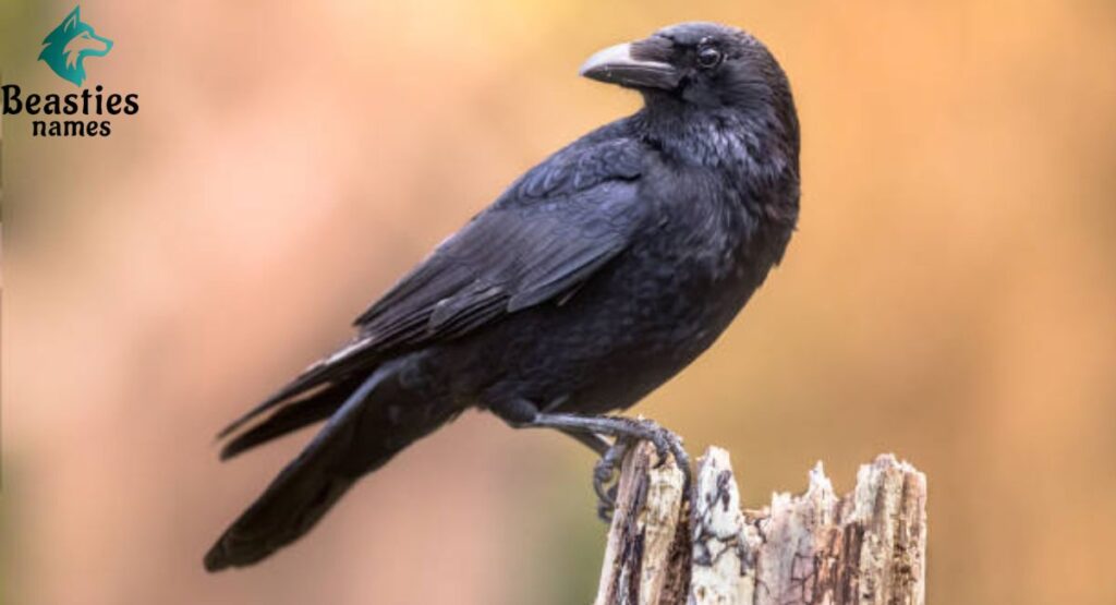 Classic Crow Names Inspired by Darkness and Elegance