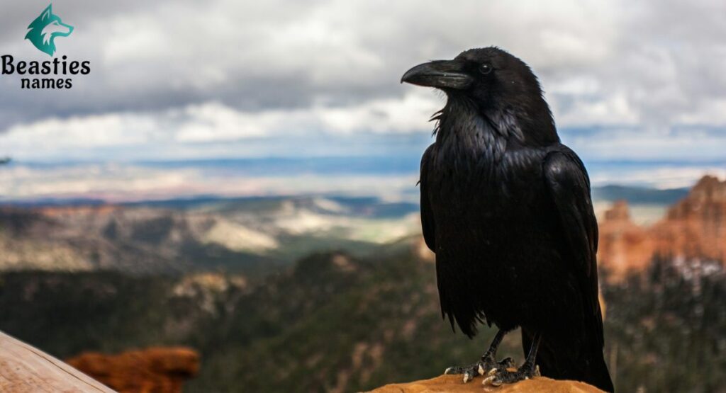 Fantasy and Fiction-Inspired Crow Names