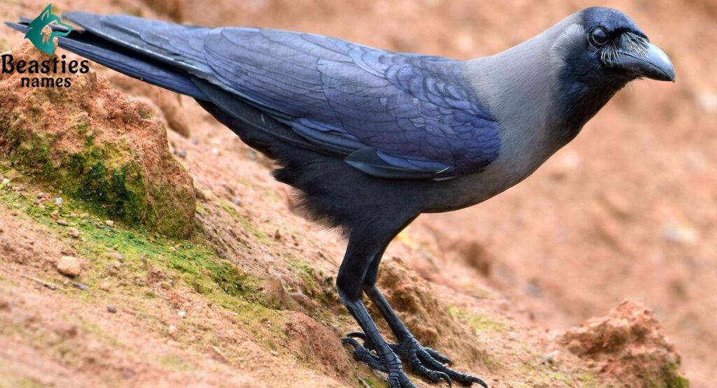 Poetic and Aesthetic Crow Names