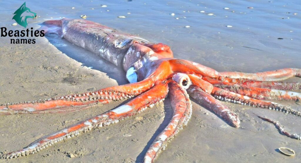 Giant Squid Names Inspired by Size and Power