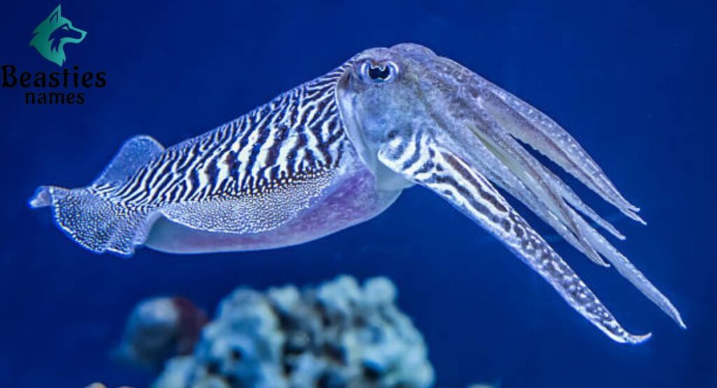 Blue Squid Names Inspired by Ocean Colors