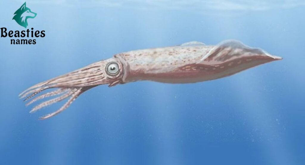 Prehistoric Squid Names from Ancient Seas