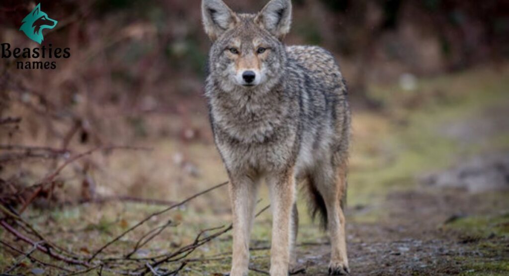 Famous Coyote Names