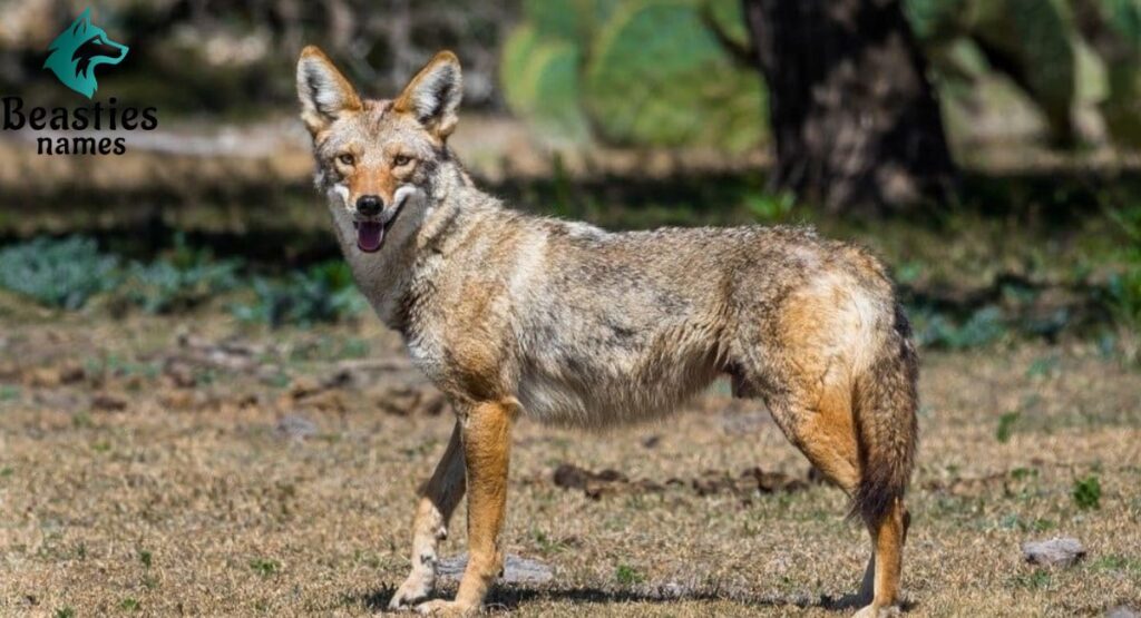 Male Coyote Names