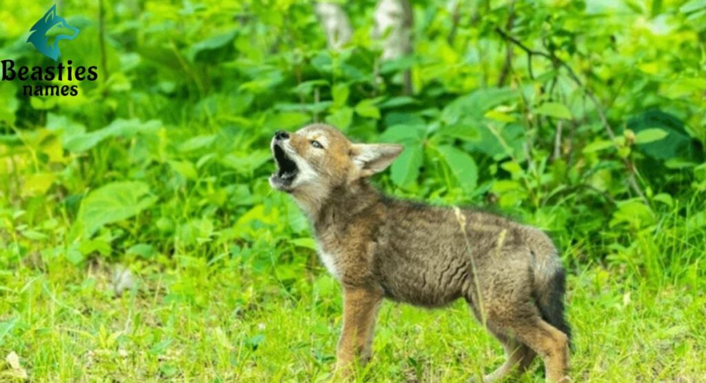 Baby Coyote Names