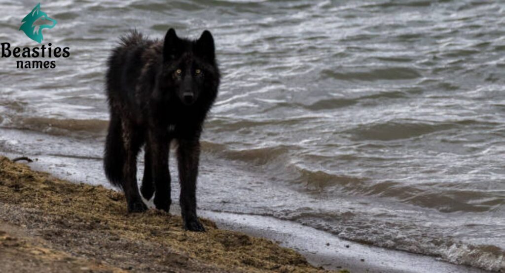 Black Coyote Names