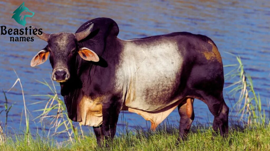 Famous Bull Names for Strong Personality Bulls