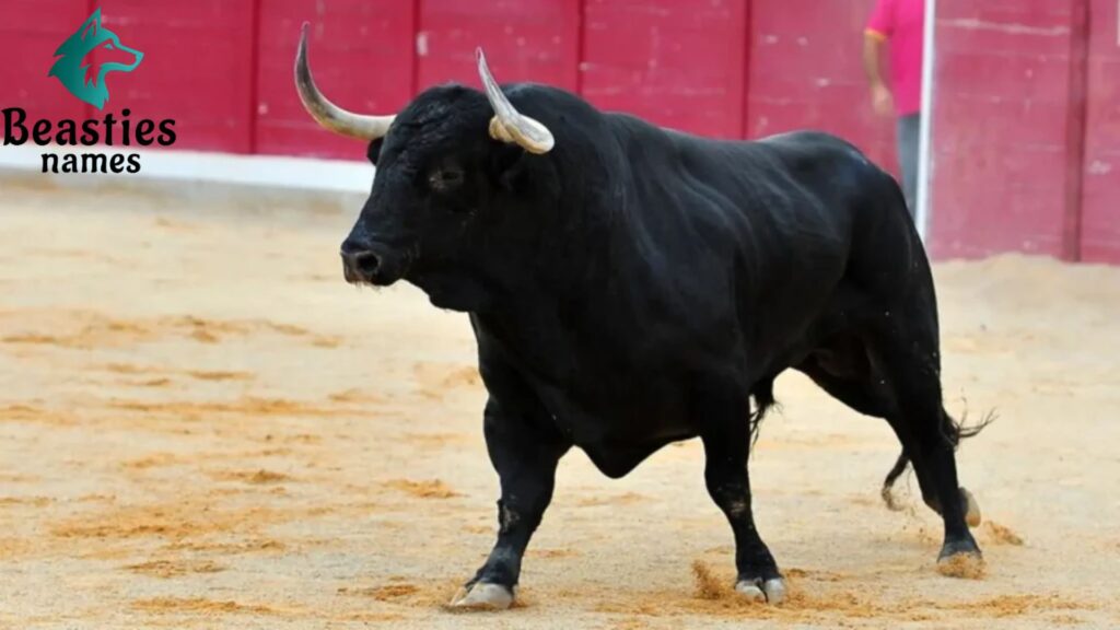 Funny Bull Names for Playful Bulls