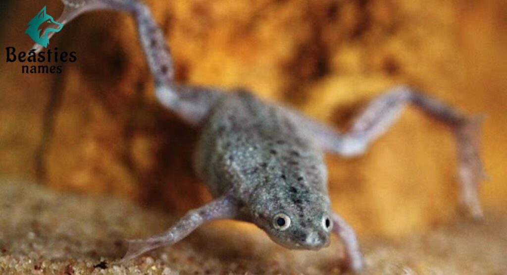 African Dwarf Frog Names