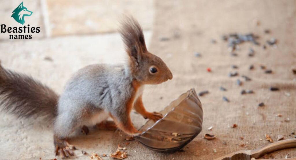 Nutcracker Squirrel Names