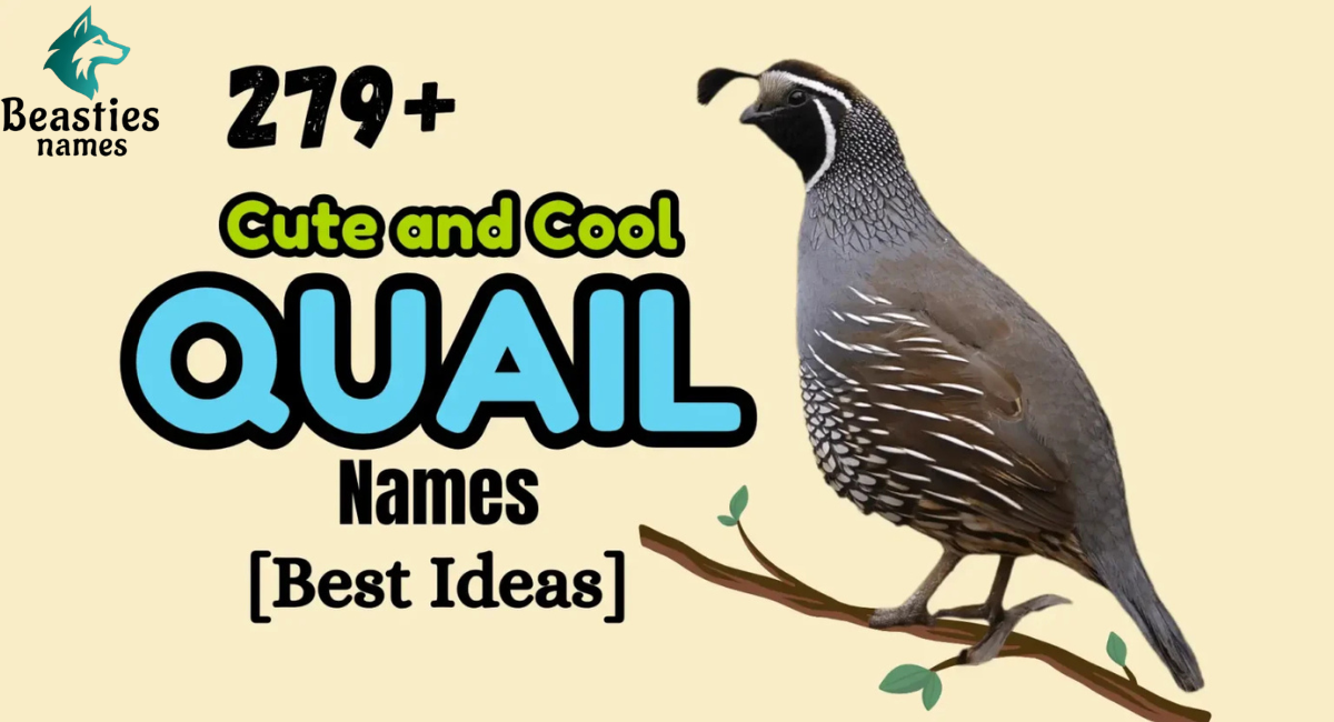 279+ Cute and Cool Quail Names Best   Ideas